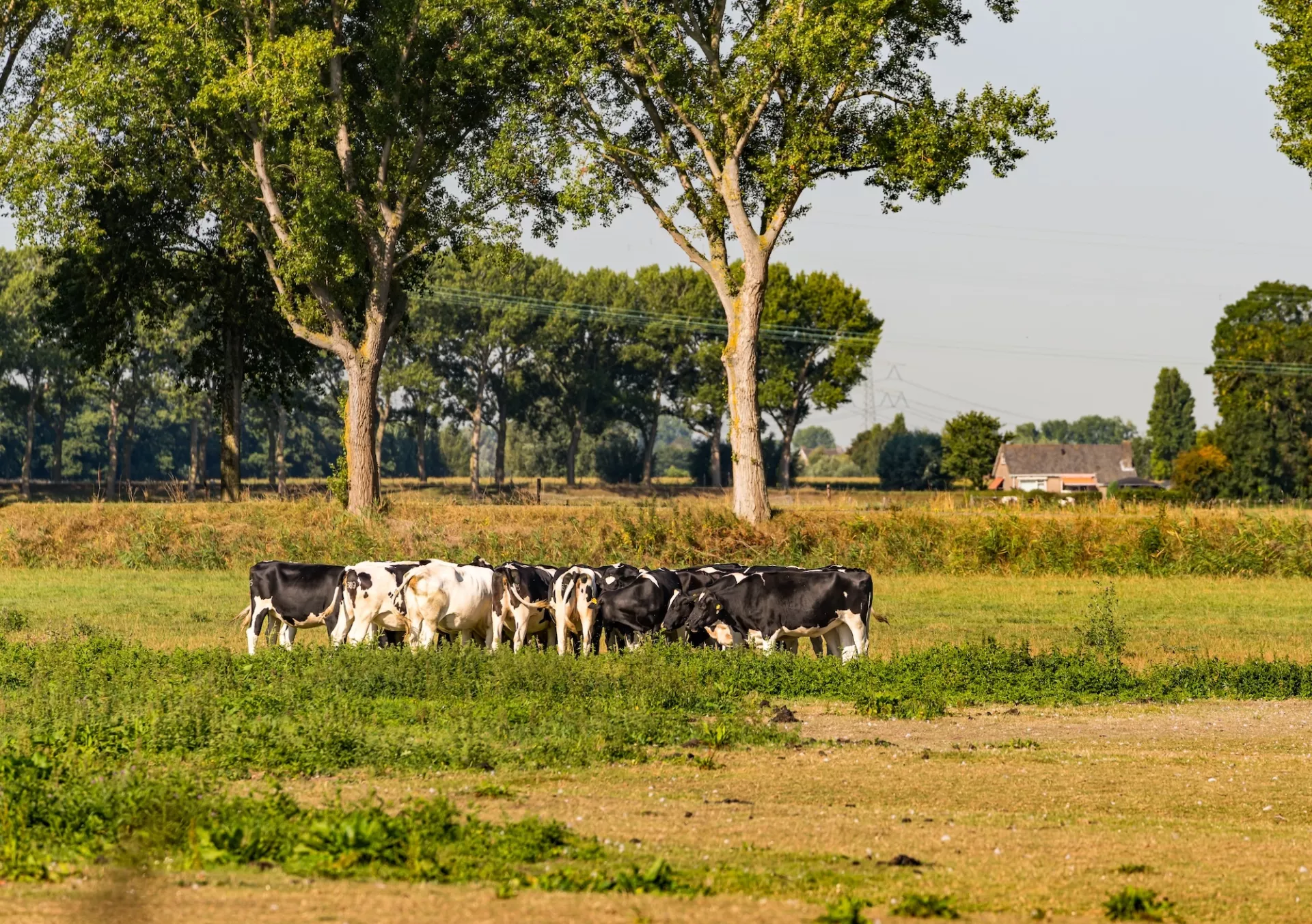 Een kudde koeien graast in een weide bij een boerderij.