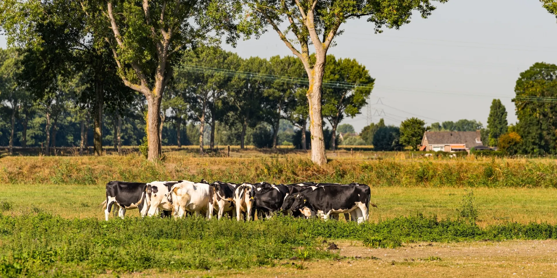 Een kudde koeien graast in een weide bij een boerderij.